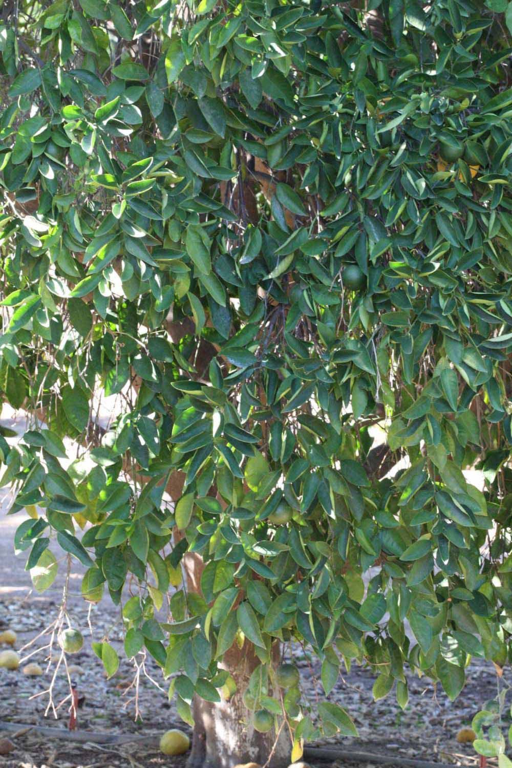            Habit (Riverside, CA)   